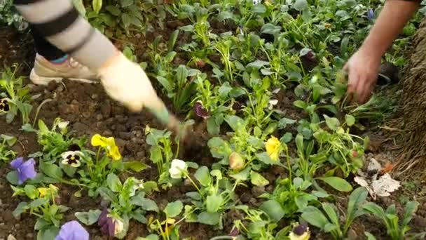 Tuin werknemers aanplant van zaailingen. modelleren van de stadsstraten. 4k. — Stockvideo