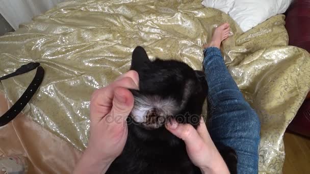 Le mani delle donne puliscono le orecchie del gatto con un batuffolo di cotone, a casa sul letto. 4k. azione — Video Stock