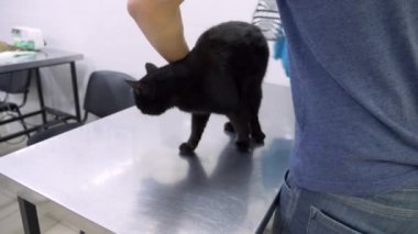 bir adam bir kedi bir veteriner kliniğine getirdi. Kedi bir veteriner kliniğinde kontrol veteriner Doktor. 4 k. ağır çekim