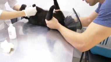 bir adam bir kedi bir veteriner kliniğine getirdi. Kedi bir veteriner kliniğinde kontrol veteriner Doktor. 4 k. ağır çekim