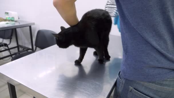 Ein Mann brachte eine Katze in eine Tierklinik. Tierärztin untersucht Katze in Tierklinik 4k. Zeitlupe — Stockvideo