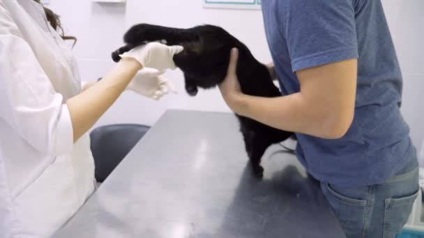 Un hombre trajo un gato a una clínica veterinaria. Médico veterinario revisando gato en una clínica veterinaria. 4K. Movimiento lento — Vídeo de stock