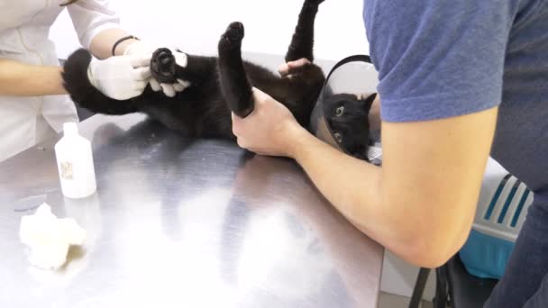 Un hombre trajo un gato a una clínica veterinaria. Médico veterinario revisando gato en una clínica veterinaria. 4K. Movimiento lento — Vídeo de stock