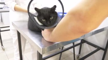 bir adam bir kedi bir veteriner kliniğine getirdi. Kedi bir veteriner kliniğinde kontrol veteriner Doktor. 4 k. ağır çekim
