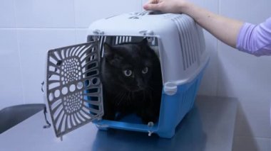 4 k. ağır çekim. bir kadın bir kedi bir veteriner kliniğine getirdim. Doktorlar randevu bekliyor.