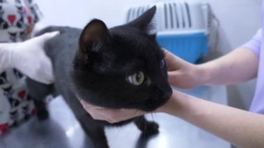 bir kadın bir kedi bir veteriner kliniğine getirdim. Kedi bir veteriner kliniğinde kontrol veteriner Doktor. 4 k. ağır çekim