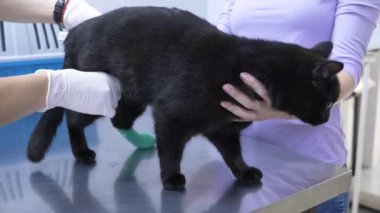 bir kadın bir kedi bir veteriner kliniğine getirdim. Kedi bir veteriner kliniğinde kontrol veteriner Doktor. 4 k. ağır çekim