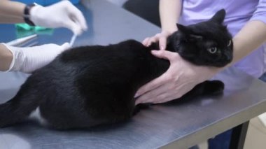 bir kadın bir kedi bir veteriner kliniğine getirdim. Kedi bir veteriner kliniğinde kontrol veteriner Doktor. 4 k. ağır çekim