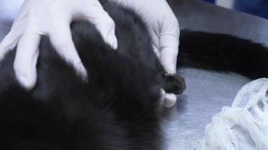 bir kadın bir kedi bir veteriner kliniğine getirdim. Kedi bir veteriner kliniğinde kontrol veteriner Doktor. 4 k. ağır çekim