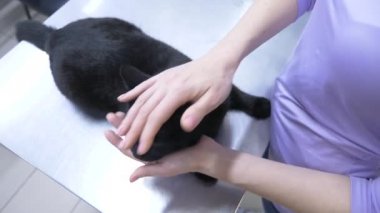bir kadın bir kedi bir veteriner kliniğine getirdim. Kedi bir veteriner kliniğinde kontrol veteriner Doktor. 4 k. ağır çekim