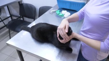 4 k. ağır çekim. bir kadın bir kedi bir veteriner kliniğine getirdim. Doktorlar randevu bekliyor.