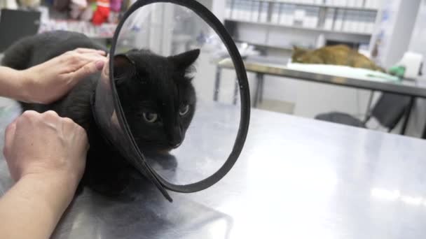 4 k. slowmotion. en olycklig kvinna förde en katt till en veterinärklinik. väntar på läkare utnämningen. — Stockvideo