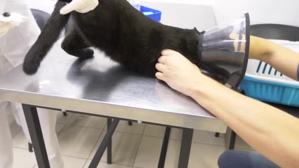 Un hombre trajo un gato a una clínica veterinaria. Médico veterinario revisando gato en una clínica veterinaria. 4K. Movimiento lento — Vídeos de Stock