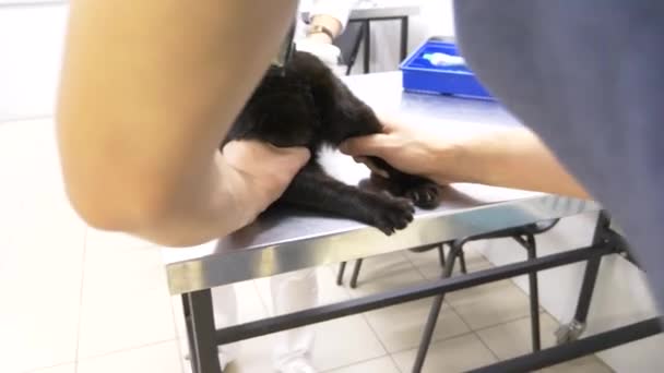 Un hombre trajo un gato a una clínica veterinaria. Médico veterinario revisando gato en una clínica veterinaria. 4K. Movimiento lento — Vídeos de Stock