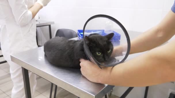 Мужчина привел кошку в ветеринарную клинику. Врач-ветеринар проверяет кота в ветеринарной клинике. 4К. Медленное движение — стоковое видео