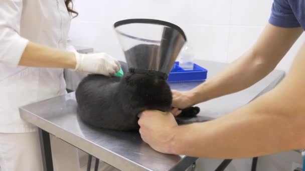 Un uomo ha portato un gatto in una clinica veterinaria. Medico veterinario che controlla il gatto in una clinica veterinaria. 4K. Rallentatore — Video Stock