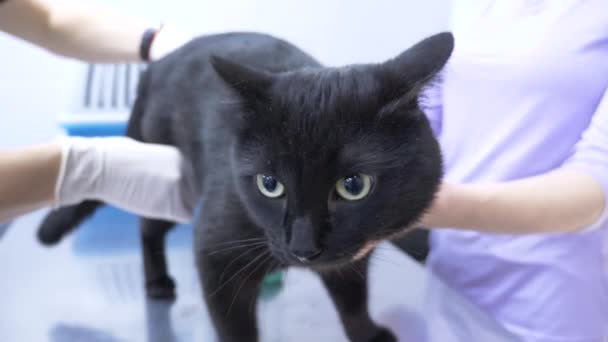 Une femme a amené un chat dans une clinique vétérinaire. Médecin vétérinaire vérifiant chat dans une clinique vétérinaire. 4K. Mouvement lent — Video