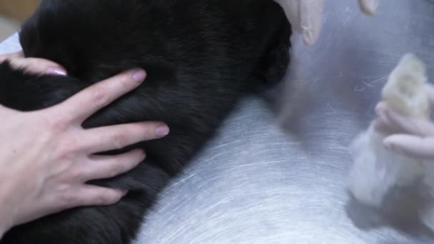 Een vrouw een kat aan een veterinaire kliniek gebracht. Dierenarts arts controleren kat bij een dierenarts kliniek. 4 k. Slowmotion — Stockvideo