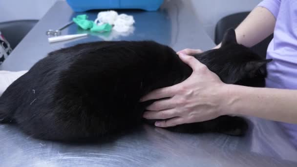 Женщина привела кота в ветеринарную клинику. Врач-ветеринар проверяет кота в ветеринарной клинике. 4К. Медленное движение — стоковое видео