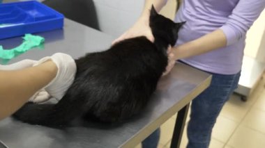 bir kadın bir kedi bir veteriner kliniğine getirdim. Kedi bir veteriner kliniğinde kontrol veteriner Doktor. 4 k. ağır çekim