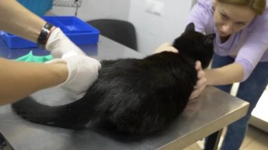 bir kadın bir kedi bir veteriner kliniğine getirdim. Kedi bir veteriner kliniğinde kontrol veteriner Doktor. 4 k. ağır çekim