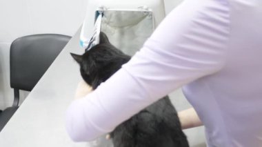 bir kadın bir kedi bir veteriner kliniğine getirdim. Kedi bir veteriner kliniğinde kontrol veteriner Doktor. 4 k. ağır çekim