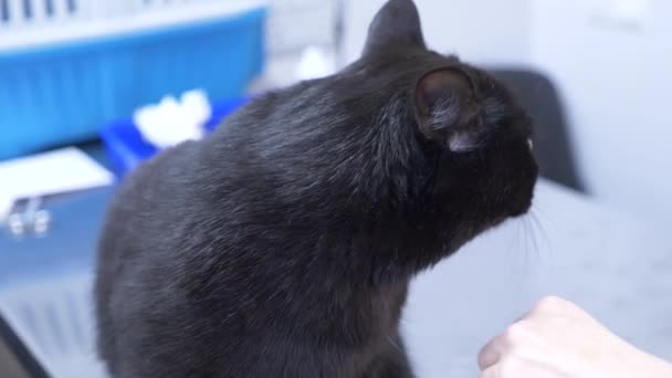 4K. Slow motion. an unhappy woman brought a cat to a veterinary clinic. waiting for the doctors appointment. — Stock Video