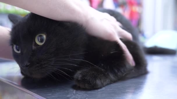 4 k. ağır çekim. bir kadın bir kedi bir veteriner kliniğine getirdim. Doktorlar randevu bekliyor. — Stok video