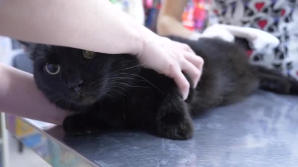 4K. Au ralenti. une femme malheureuse a amené un chat dans une clinique vétérinaire. attendant le rendez-vous chez le médecin . — Video