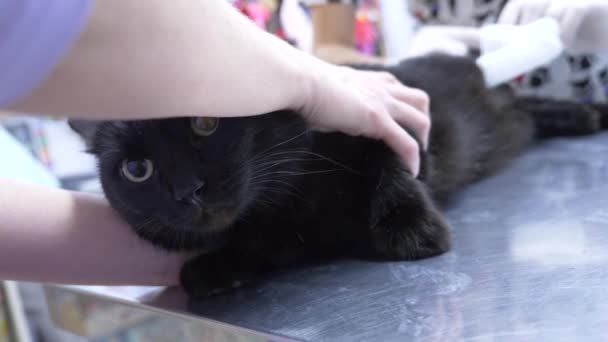 4K. Al rallentatore. Una donna infelice ha portato un gatto in una clinica veterinaria. in attesa della nomina dei medici . — Video Stock