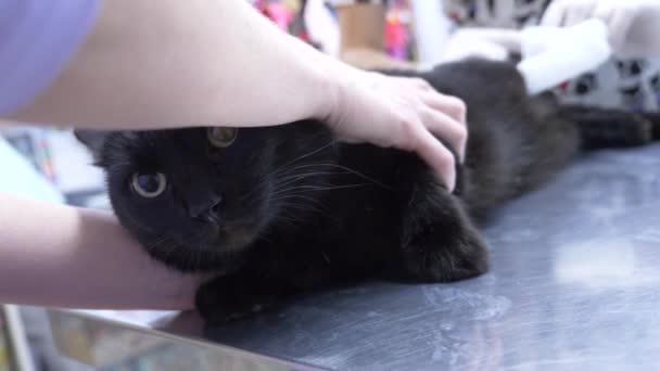 4K. En cámara lenta. Una mujer infeliz trajo un gato a una clínica veterinaria. esperando la cita con el médico . — Vídeos de Stock