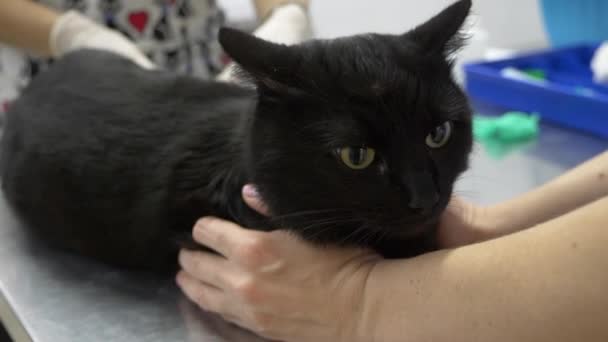 Una donna ha portato un gatto in una clinica veterinaria. Medico veterinario che controlla il gatto in una clinica veterinaria. 4K. Rallentatore — Video Stock