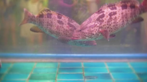 Živé ryby v akváriích v rybím trhu. 4k. — Stock video