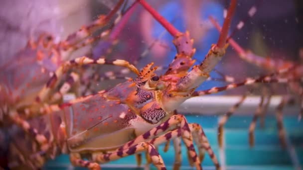 Vista de perto dos habitantes do mar vivo em recipientes especiais com água. mercado de peixe. Lobsters no aquário restaurante tanque para venda a comensais. 4k — Vídeo de Stock
