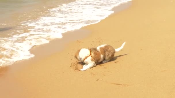 O cachorro no arnês joga areia e acena na praia. 4k, câmera lenta — Vídeo de Stock