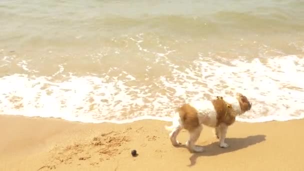 Le chiot sur le harnais joue le sable et la vague sur la plage. 4k, au ralenti — Video