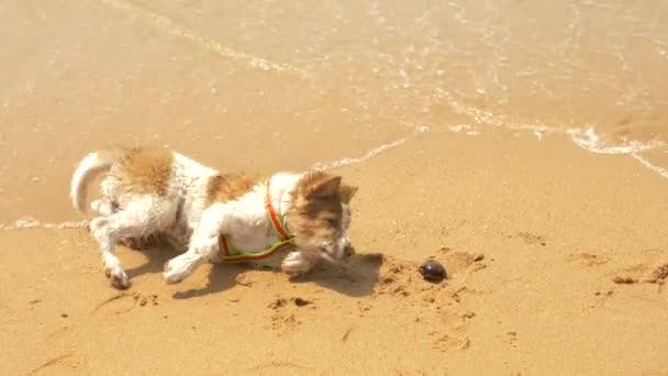 El cachorro en el arnés juega arena y ola en la playa. 4k, cámara lenta — Vídeos de Stock