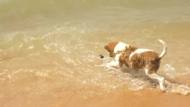 Štěně na postroji hraje na písku a vlny na pláži. 4k, pomalý pohyb — Stock video