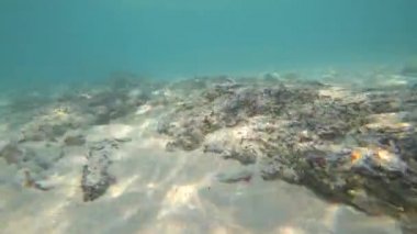 sualtı kamera çekim. alt, çöp ve yalnız balık. 4k