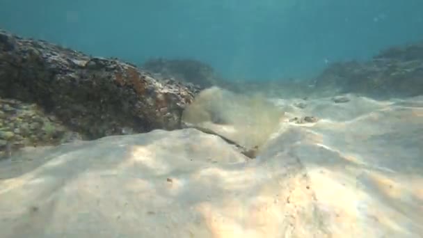 Fotograferen onderwater actiecamera. onderlaag, strooisel en eenzame vis. 4k — Stockvideo