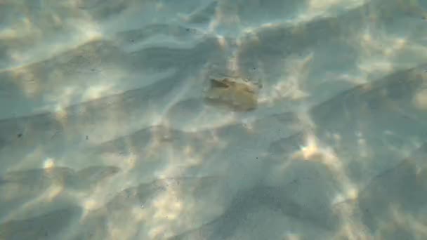 tir caméra d'action sous-marine. fond, la litière et les poissons solitaires. 4k 