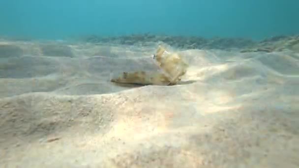 Σκοποβολή δράσης υποβρύχια κάμερα. κάτω, σκουπίδια και μοναχικό ψάρι. 4k — Αρχείο Βίντεο