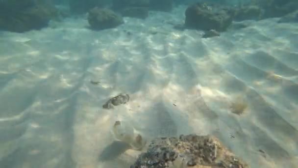 Disparar cámara de acción bajo el agua. fondo, basura y peces solitarios. 4k — Vídeo de stock