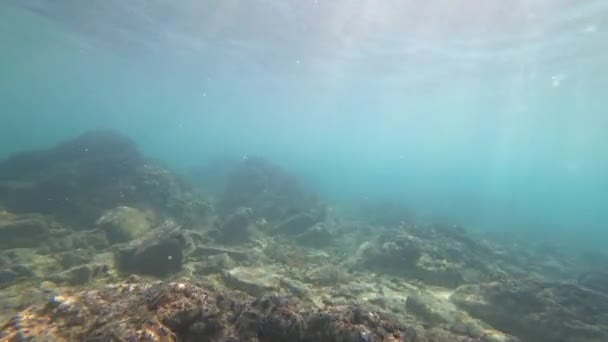 Съемка подводной камеры. дно, мусор и одинокая рыба. 4k — стоковое видео