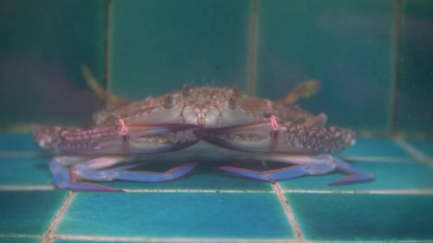 Närbild bild av levande havet invånarna i särskilda behållare med vatten. fiskmarknaden. Hummer i restaurang akvarium tanken för försäljning till diners. 4k — Stockvideo