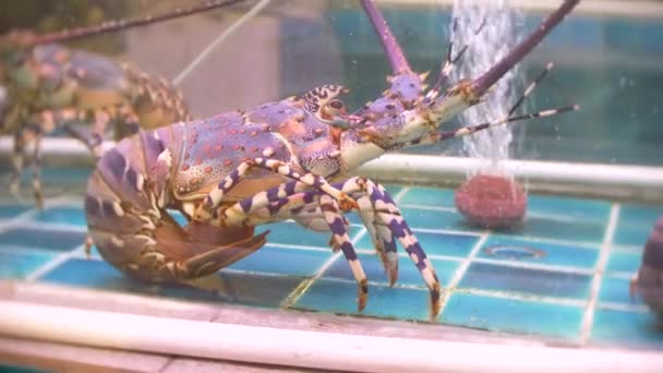 Nahaufnahme lebender Meeresbewohner in speziellen Containern mit Wasser. Fischmarkt. Hummer im Aquarium des Restaurants zum Verkauf an die Gäste. 4k — Stockvideo