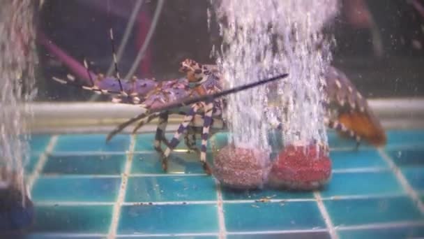 Nahaufnahme lebender Meeresbewohner in speziellen Containern mit Wasser. Fischmarkt. Hummer im Aquarium des Restaurants zum Verkauf an die Gäste. 4k — Stockvideo