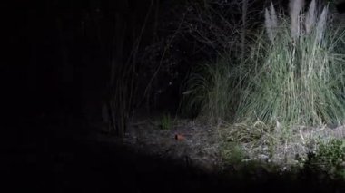 biri ormanda, 4 k el feneri olan yol aydınlatıcı yürüyor. Parıldayan gölgeler