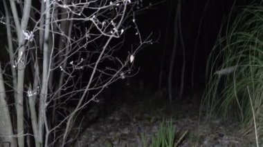 biri ormanda, 4 k el feneri olan yol aydınlatıcı yürüyor. Parıldayan gölgeler