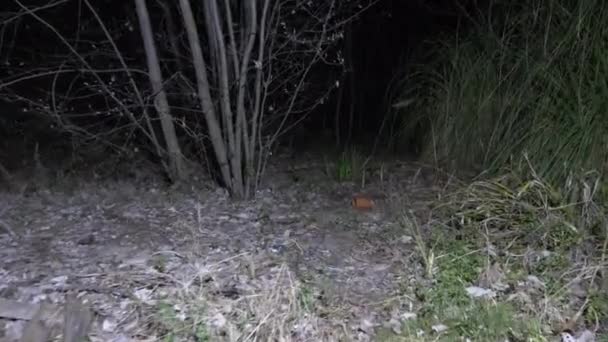 Biri ormanda, 4 k el feneri olan yol aydınlatıcı yürüyor. Parıldayan gölgeler — Stok video